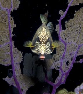 Box Fish