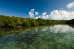 Mangrove forests face growing threats from unsustainable land development, pollution, clearing for agricultural use, and climate change. © Carrie Vonderhaar, Ocean Futures Society