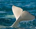 Tail