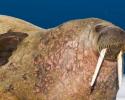 © Carrie Vonderhaar, Ocean Futures Society/KQED Walrus