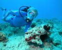 Coral Reef Desert
