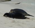 Hawaiian Monk Seals