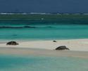 Green Sea Turtles