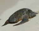 Green Sea Turtles