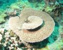 Giant Tabletop Coral