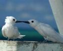 Terns
