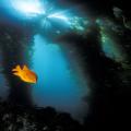 Garibaldi, California's state marine fish, glides through the kelp forest