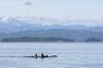 A pod of (non captive) Orca cruise the Queen Charlotte Strait, British Columbia