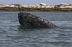 There are some wonderful and very special places in Baja where the gray whales return every year to nurture their newborn calves in the protected, warm and shallows waters of the lagoons.  And in these special places the local people have mastered ecotourism opportunities, where visitors from all around the world can enjoy an intimate but unobtrusive experience with these protected whales.  Photo credit- ©Carrie Vonderhaar, Ocean Futures Society