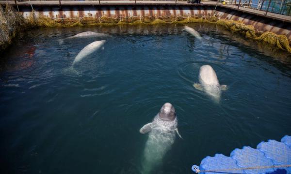 Russian-whales-Russia-1-700x420[1]_0.jpg
