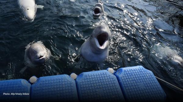 whale-jail-belugas-AFP-VitalyAnkov_0.jpg