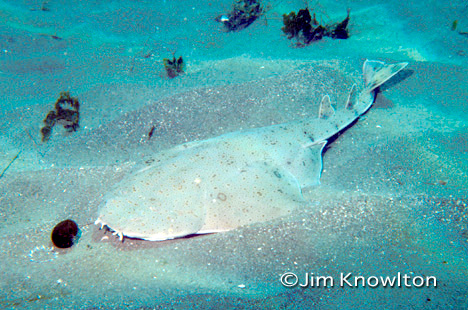 angelshark.jpg