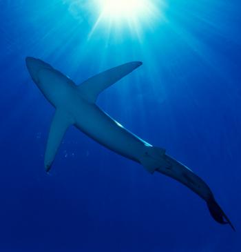 Blue Shark Silhouette