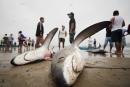Shark Fishery