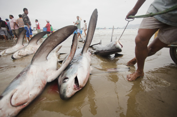 Shark Fishery