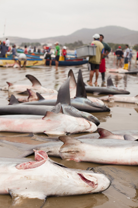 Shark Fishery