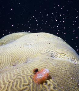 Coral Spawning in the Gulf of Mexico