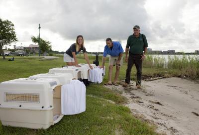 Holly Lohuis and International Bird Rescue Research Center release laughing gulls who were rehabilitated after the Gulf oil spill