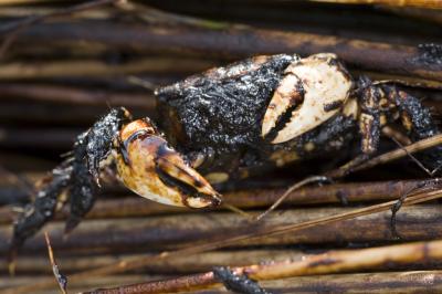Oil soaked crab in the Louisiana marshes