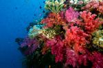Coral Reef, Nemena, Fiji