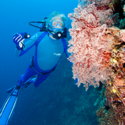 Jean-Michel Cousteau Diving, Fiji
