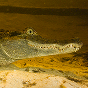 Caiman.png
