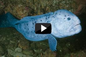 Creatures Of The Pacific Northwest