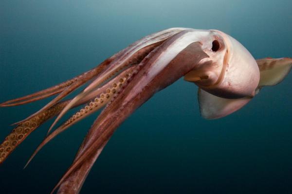 Humboldt Squid © Carrie Vonderhaar, Ocean Futures Society
